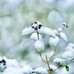 Śnieżyca na południu kraju
