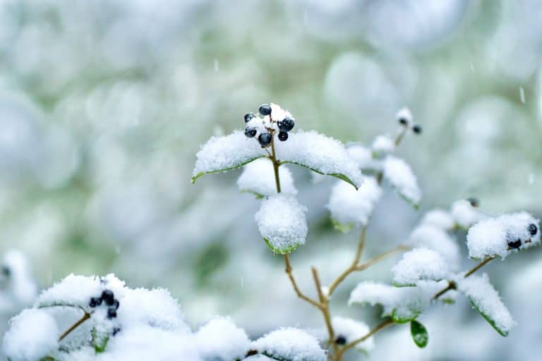 Śnieżyca na południu kraju