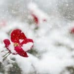 Pogoda na wtorek 30.11.2021. Kolejna śnieżyca nad Polską