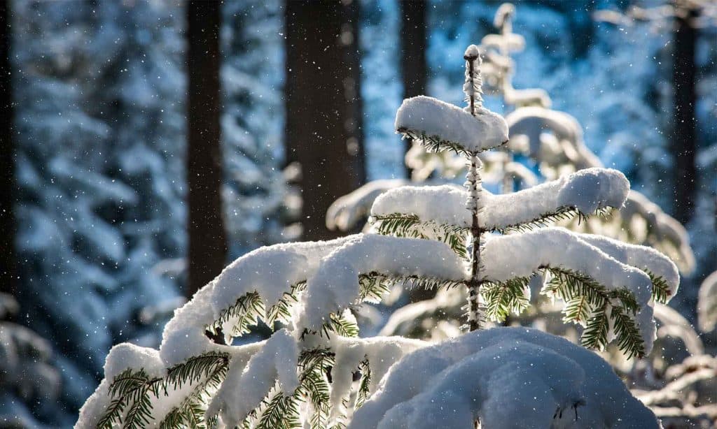 Mróz i atak zimy w grudniu w Polsce