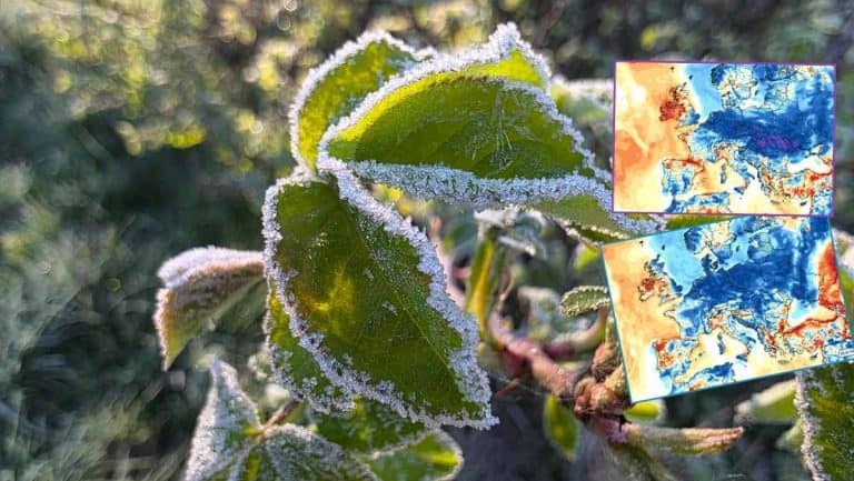 przymrozki i niska temperatura