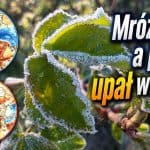 mróz i potem upał na koniec wakacji